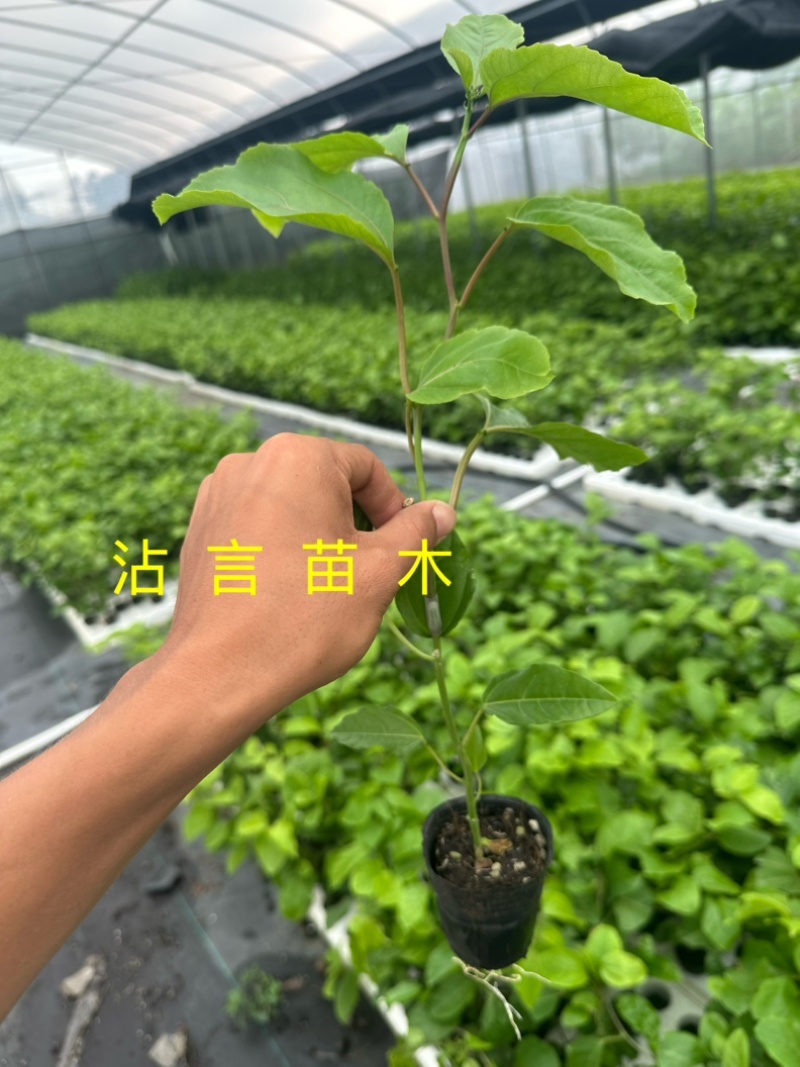广西百香果苗纯香甜钦蜜9号嫁接苗四季不断结果