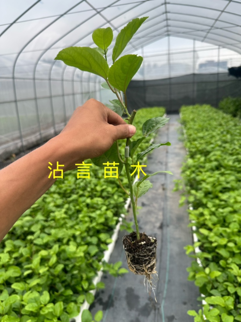 广西百香果苗纯香甜钦蜜9号嫁接苗四季不断结果