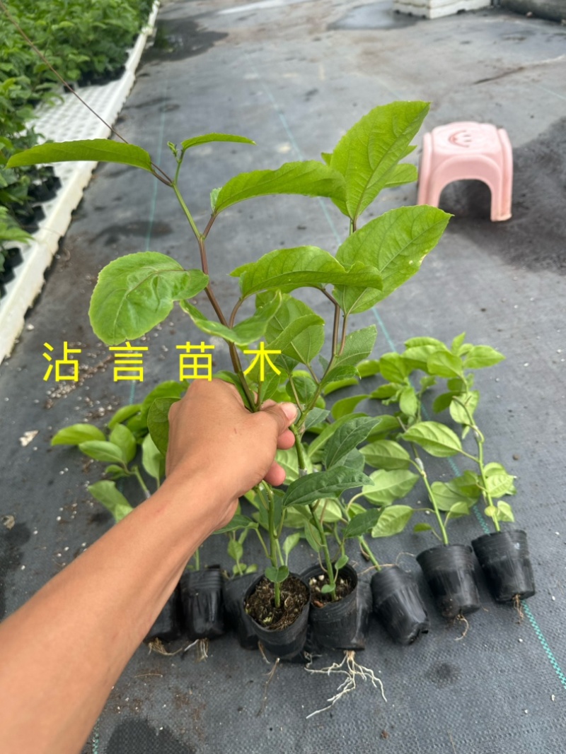 广西百香果苗纯香甜钦蜜9号嫁接苗四季不断结果