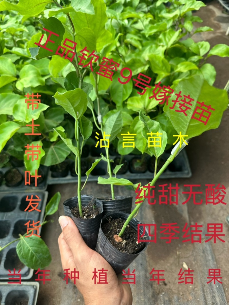 广西百香果苗纯香甜钦蜜9号嫁接苗四季不断结果