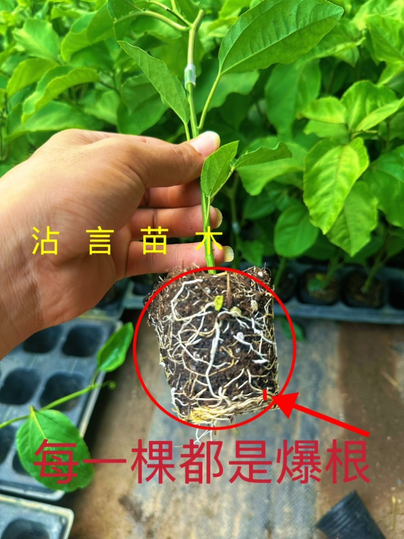 广西百香果苗纯香甜钦蜜9号嫁接苗四季不断结果