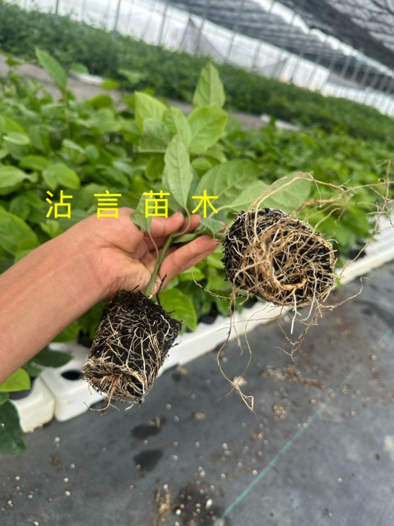 广西百香果苗纯香甜钦蜜9号嫁接苗四季不断结果