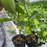 广西百香果苗纯香甜钦蜜9号嫁接苗四季不断结果