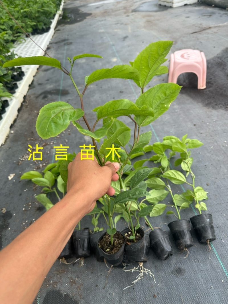 广西百香果苗纯香甜钦蜜9号嫁接苗四季不断结果