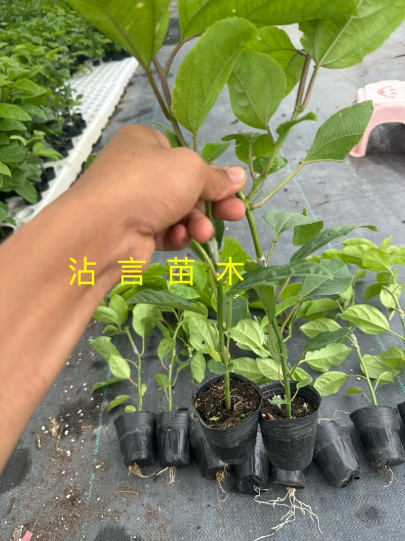广西百香果苗纯香甜钦蜜9号嫁接苗四季不断结果