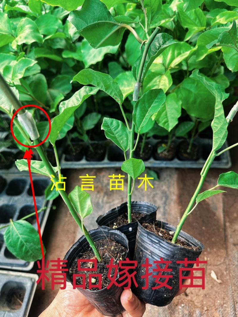 广西百香果苗纯香甜钦蜜9号嫁接苗四季不断结果