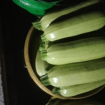 绿皮西葫芦
