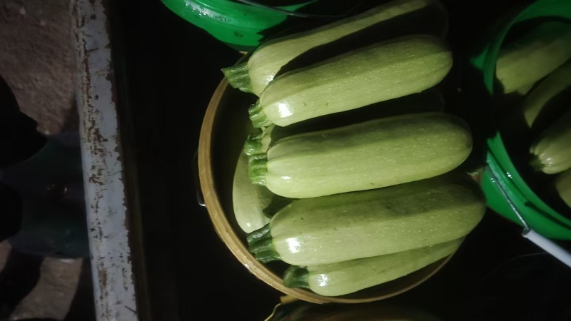 绿皮西葫芦