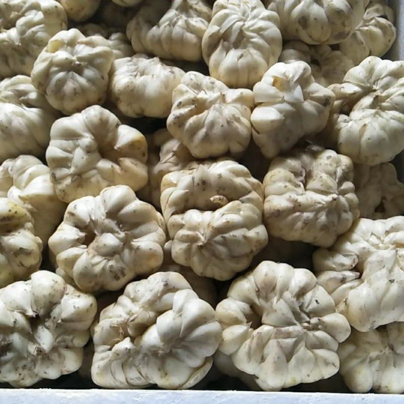 正宗龙牙百合