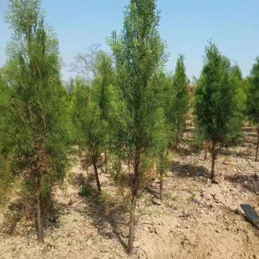 侧柏侧柏苗品质保证大量现货可对接全国欢迎联系