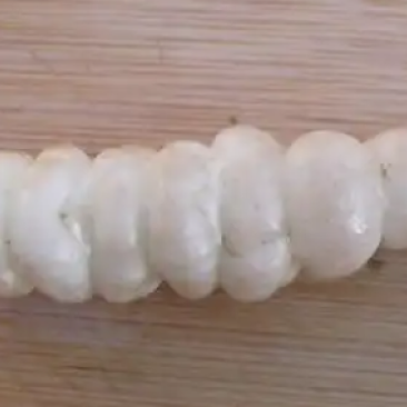 预售螺丝菜，（宝塔菜，地溜溜）