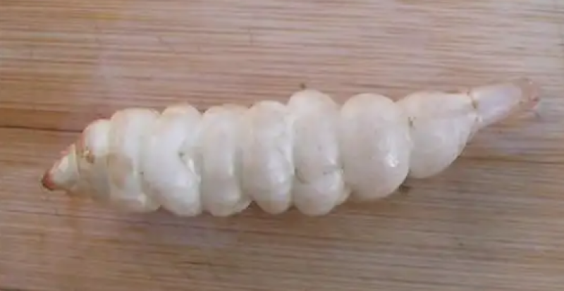 预售螺丝菜，（宝塔菜，地溜溜）