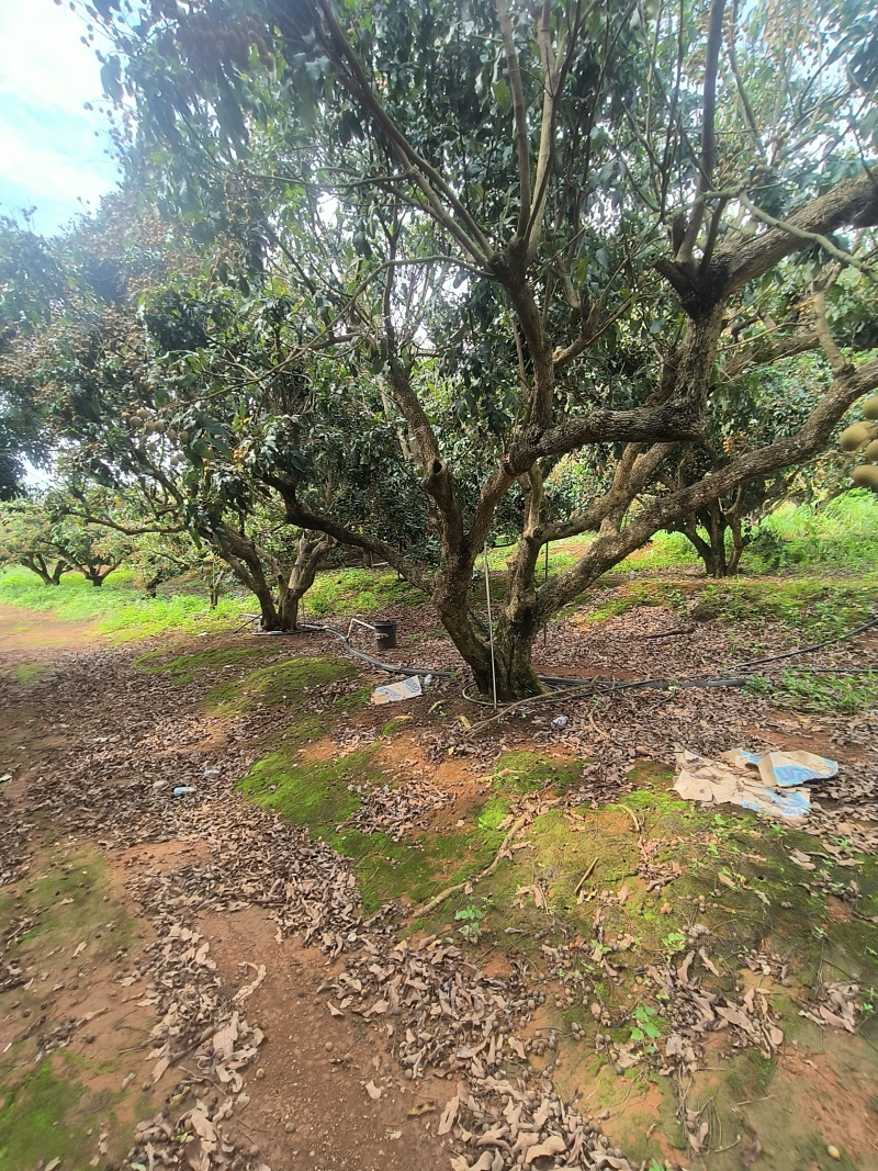 龙眼古山储良