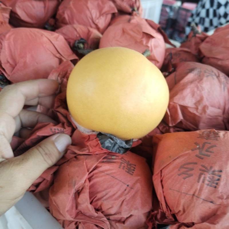套袋圆皇梨，果面干净，细嫩汁多，皮溥肉厚，全国代发。