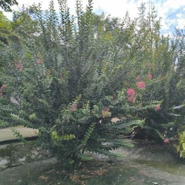 丛生紫薇红花紫薇，冠幅饱满，高度3米-4米，基地直销。