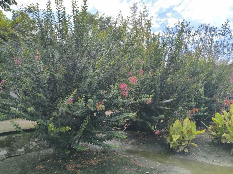 丛生紫薇红花紫薇，冠幅饱满，高度3米-4米，基地直销。