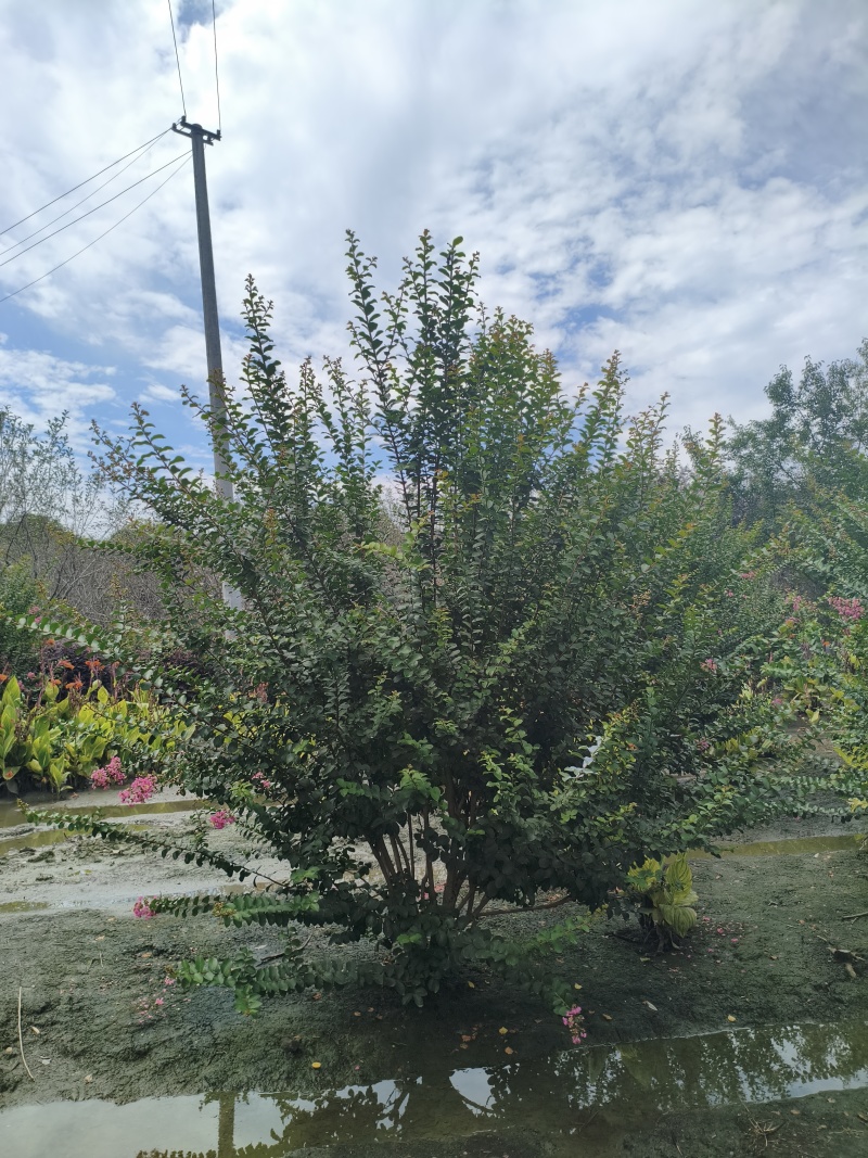 丛生紫薇红花紫薇，冠幅饱满，高度3米-4米，基地直销。
