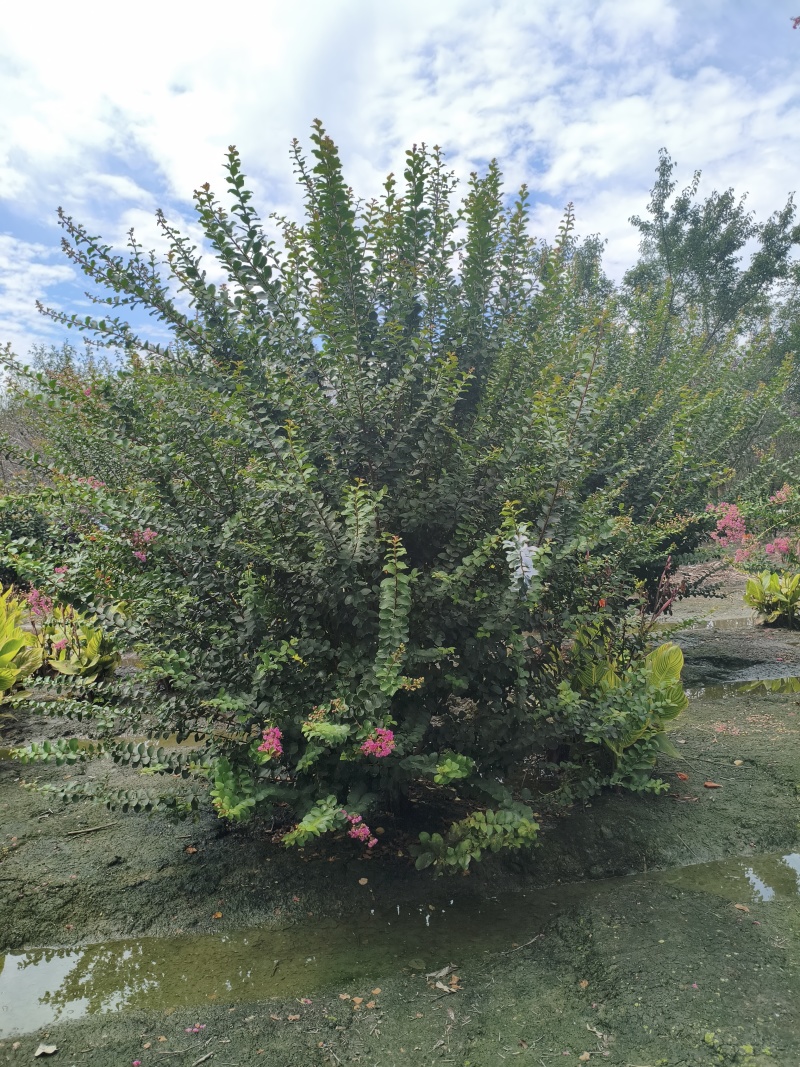 丛生紫薇红花紫薇，冠幅饱满，高度3米-4米，基地直销。
