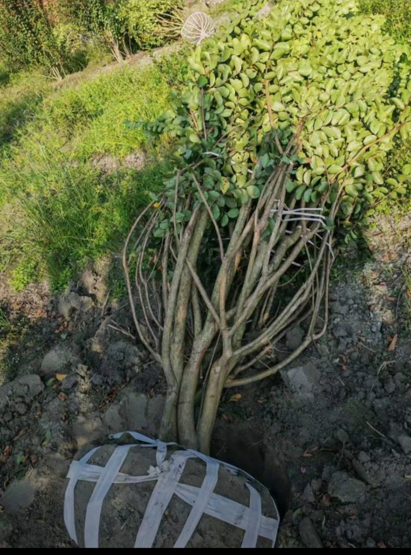 丛生紫薇红花紫薇，冠幅饱满，高度3米-4米，基地直销。