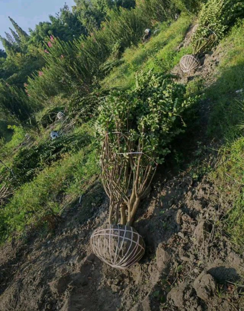 丛生紫薇红花紫薇，冠幅饱满，高度3米-4米，基地直销。