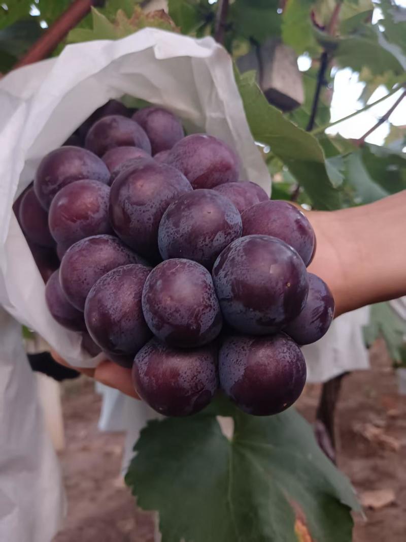 巨峰葡萄万亩田***********