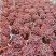 女王花笠老桩蕾丝边韩版婚纱多肉植物名贵花红裙热门包菜盆栽