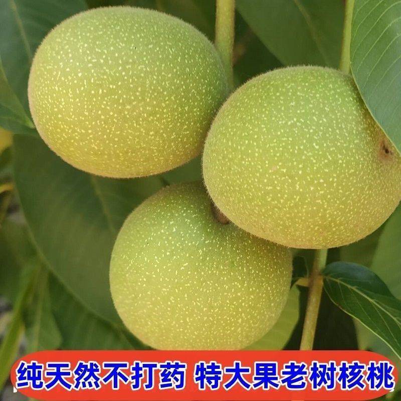 青皮核桃