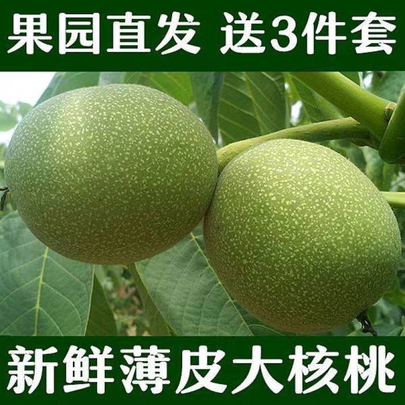 青皮核桃