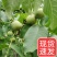 青皮核桃
