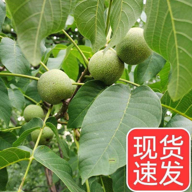 青皮核桃