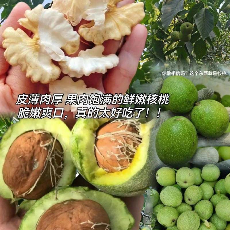 青皮核桃