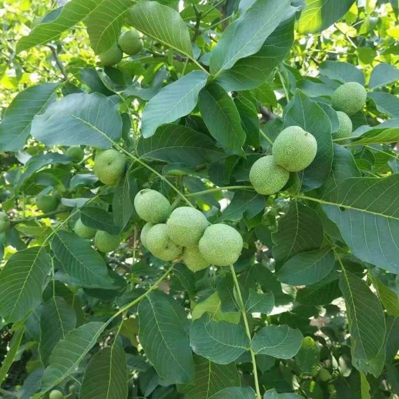 青皮核桃