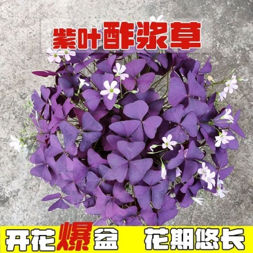 紫叶醡浆草红花绿叶酢浆草多年生四季花卉植物室内庭院花卉