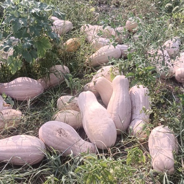 蜜本南瓜，山坡种植基地直发