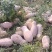 蜜本南瓜，山坡种植基地直发