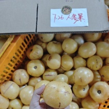 云南石林人参果树熟人参果（一件代发）5斤13