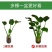 四季养不死名贵植物水培紫色旺宅花养花客厅招财绿植盆栽室内好养