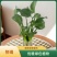 四季养不死名贵植物水培紫色旺宅花养花客厅招财绿植盆栽室内好养