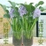 四季养不死名贵植物水培紫色旺宅花养花客厅招财绿植盆栽室内好养
