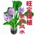 四季养不死名贵植物水培紫色旺宅花养花客厅招财绿植盆栽室内好养