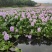 四季养不死名贵植物水培紫色旺宅花养花客厅招财绿植盆栽室内好养