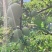 奈李
