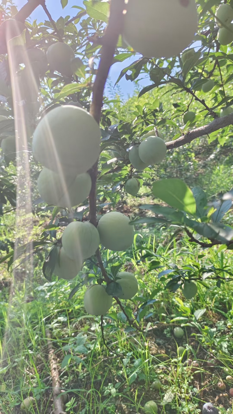 奈李