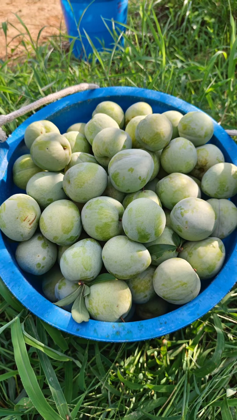 奈李