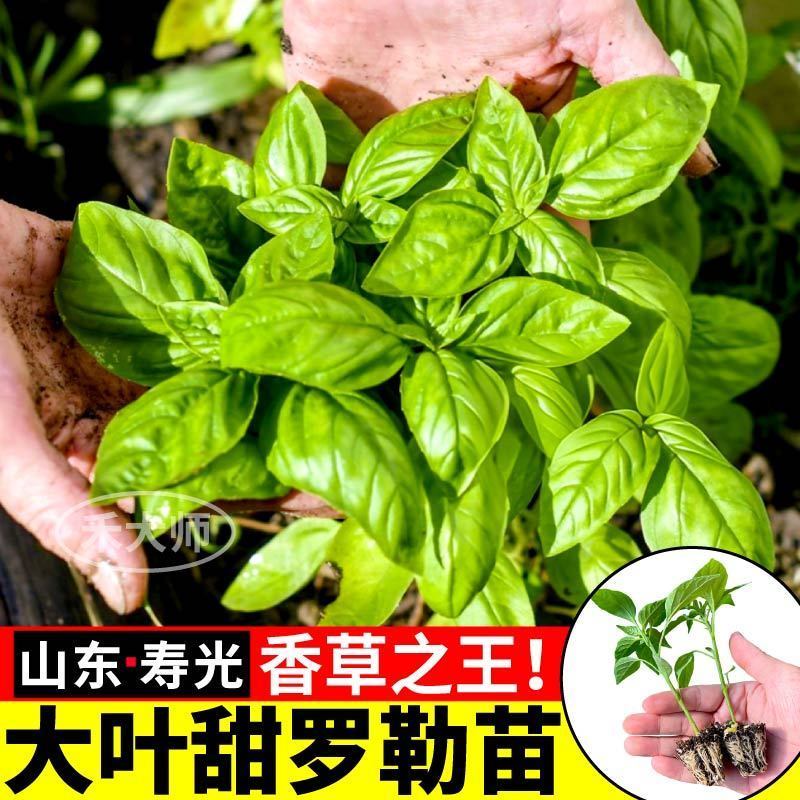 寿光大叶甜罗勒苗秧苗四季紫罗勒九层塔阳台小院观赏驱蚊食用