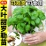 寿光大叶甜罗勒苗秧苗四季紫罗勒九层塔阳台小院观赏驱蚊食用