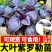 寿光大叶甜罗勒苗秧苗四季紫罗勒九层塔阳台小院观赏驱蚊食用