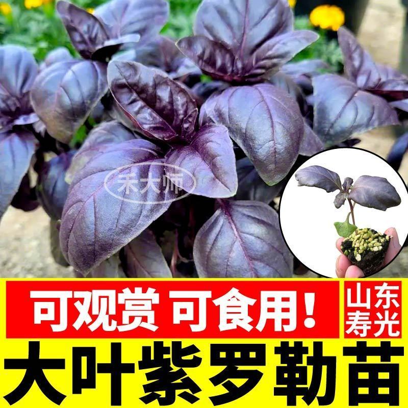寿光大叶甜罗勒苗秧苗四季紫罗勒九层塔阳台小院观赏驱蚊食用