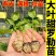 寿光大叶甜罗勒苗秧苗四季紫罗勒九层塔阳台小院观赏驱蚊食用