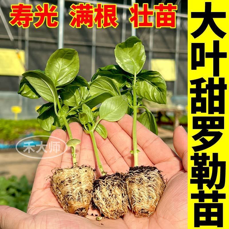 寿光大叶甜罗勒苗秧苗四季紫罗勒九层塔阳台小院观赏驱蚊食用